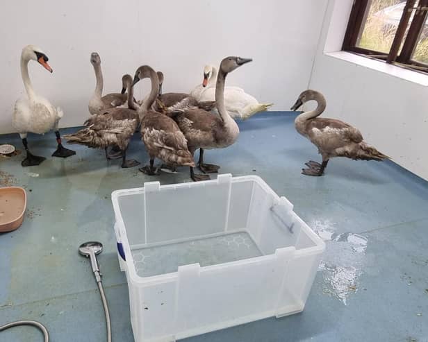 The swans were taken to a special wetroom at The Waterfowl Sanctuary to be given a thorough wash