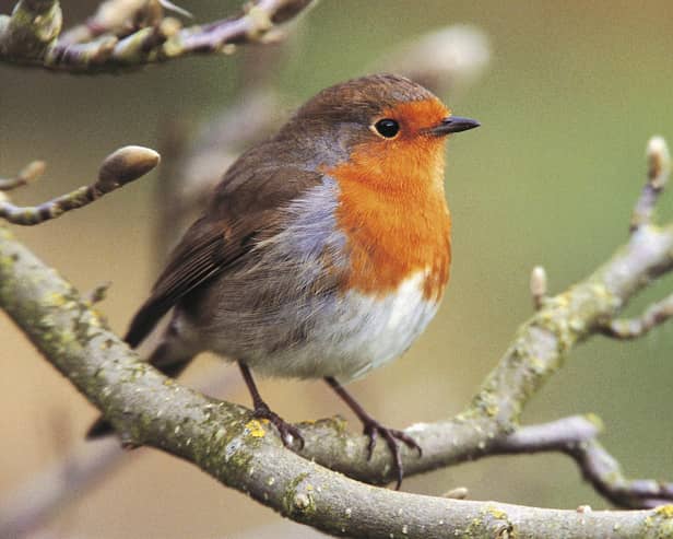 Robin on a magnolia tree. Photo: Andy Hay (rspb-images.com)