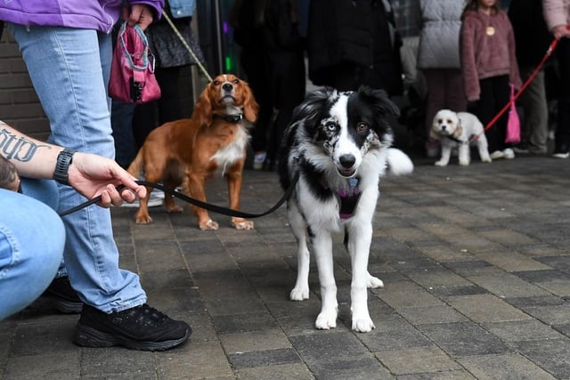 Dogs of all shapes and sizes enjoyed mingled with other pooches at this sell out popular event.