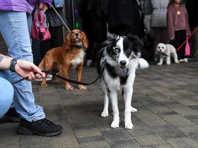 Dogs of all shapes and sizes enjoyed mingled with other pooches at this sell out popular event.