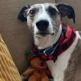 Support dog Tobey was a soulmate his his young autistic owner