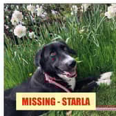 Have you seen Starla?