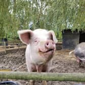 The founder of Curly Tails pig sanctuary in Milton Keynes has won a special award from the prime minister