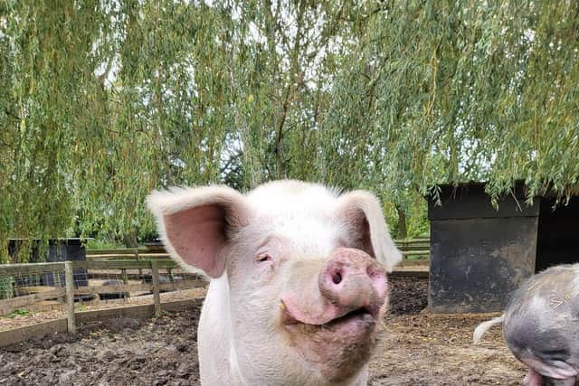 The founder of Curly Tails pig sanctuary in Milton Keynes has won a special award from the prime minister