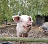 The founder of Curly Tails pig sanctuary in Milton Keynes has won a special award from the prime minister