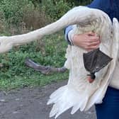Bette the swan is covered from her oil slick ordeal, but there's still no sign of her missing mate and cygnets in Milton Keynes