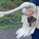 Bette the swan is covered from her oil slick ordeal, but there's still no sign of her missing mate and cygnets in Milton Keynes