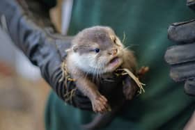 Female Otter Pup