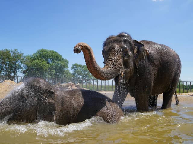 Do elephants like human visitors at the zoo?