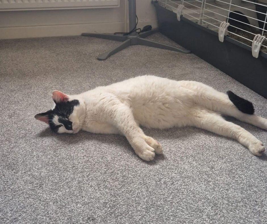 Pet microchip sees missing cat reunited with Milton Keynes family after ...