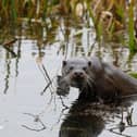 This stunning photo of an otter was taken in Milton Keynes, where there is a thriving population of them