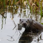 This stunning photo of an otter was taken in Milton Keynes, where there is a thriving population of them