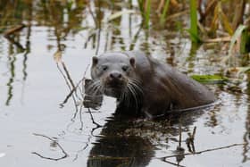 This stunning photo of an otter was taken in Milton Keynes, where there is a thriving population of them