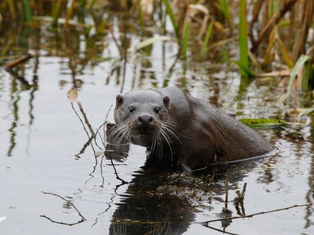 This stunning photo of an otter was taken in Milton Keynes, where there is a thriving population of them