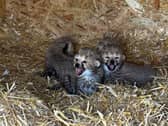 Amira's four cubs, just three weeks old, at Whipsnade Zoo (Picture: ZSL)