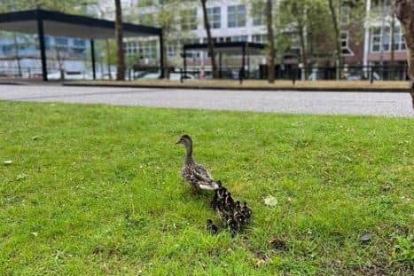 This family of ducks is choosing to live at Milton Keynes city centre
