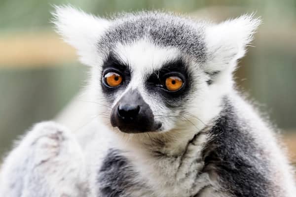 This Ring Tailed Lemur was just one of the animals getting weighed