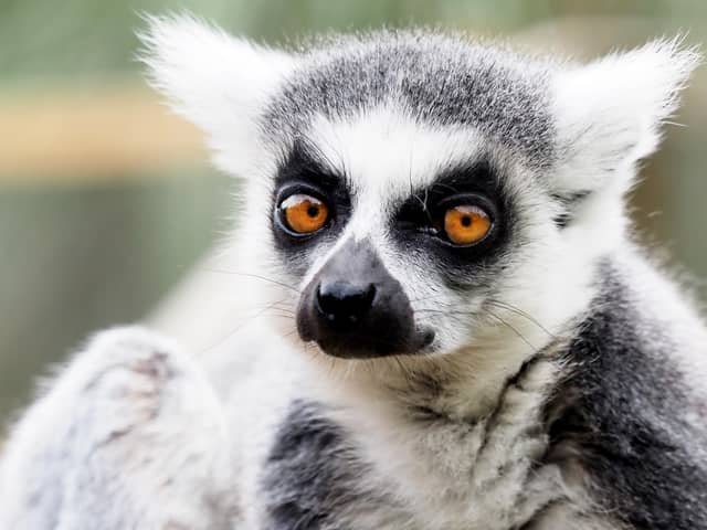 This Ring Tailed Lemur was just one of the animals getting weighed