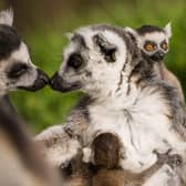 Ring tailed lemurs demonstrate strong bonds within the troop