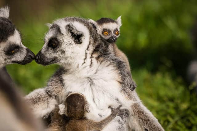 Ring tailed lemurs demonstrate strong bonds within the troop