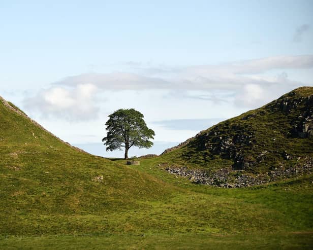 BEFORE the illegal felling - the Sycamore Gap Tree on Hadrian's Wall in Northumberland