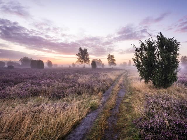 The vast Lüneberg Heath is alive with the mauve of heather at this time of year (photo: Markus Tiemann/German National Tourist Board)