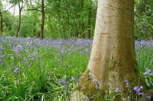 How Park Wood is full of bluebells in the spring