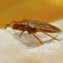 Bedbugs can transfer from beds to clothing and luggage