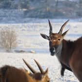 It will be business as usual at Woburn Safari Park this Christmas