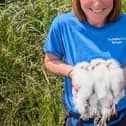 These barn owl babies were hatched in a Milton Keynes park