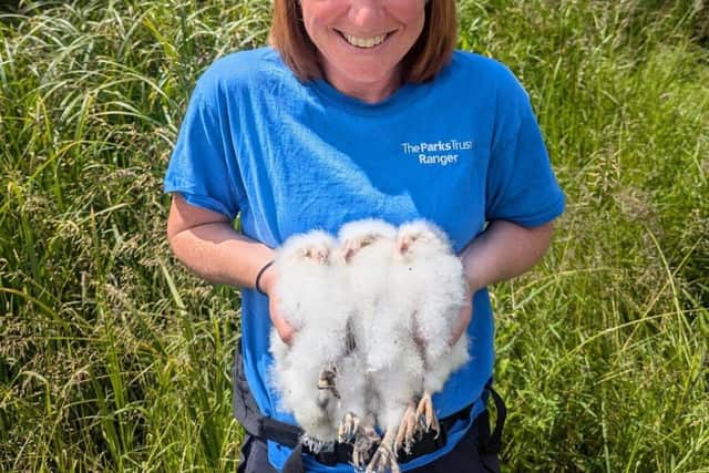 These barn owl babies were hatched in a Milton Keynes park