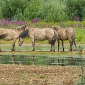 The Konik ponies are leaving their home in Milton Keynes for pastures new in Norfolk