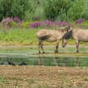 The Konik ponies are leaving their home in Milton Keynes for pastures new in Norfolk