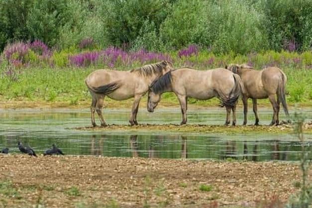 The Konik ponies are leaving their home in Milton Keynes for pastures new in Norfolk