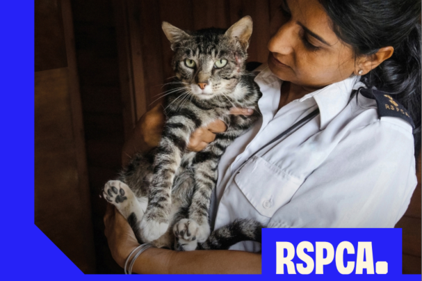 Die RSPCA startet eine Kastrationskampagne für Katzen in Milton Keynes ...