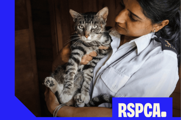 Die RSPCA startet eine Kastrationskampagne für Katzen in Milton Keynes ...