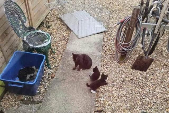 These kittens were born in a dirty recycling box in a back garden in MK