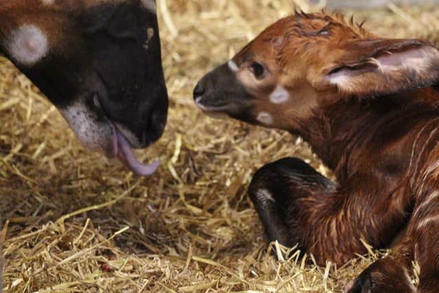 First-time mum Othaya welcomed a male bongo calf in the late afternoon.