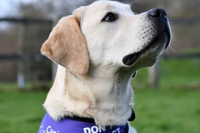 The MK cab driver was fined for refusing to take two assistance dogs in his vehicle