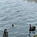 These black swans are at Willen Lake