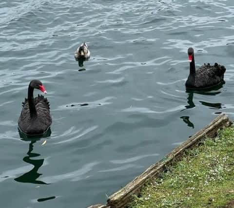 These black swans are at Willen Lake