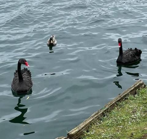 These black swans are at Willen Lake