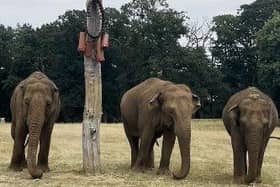 Tarli, Chandrika and Damini celebrating World Elephant Day with a sugar cane feast