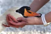 Swan  Rescue is warning all dog oweners following the death of Jeremy the swan