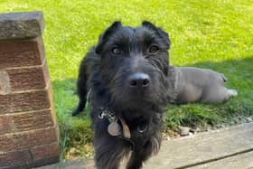 Butch had never seen the outside world or been inside a house until he was rescued by the RSPCA