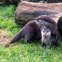 Otter Pup with mum Beatrix