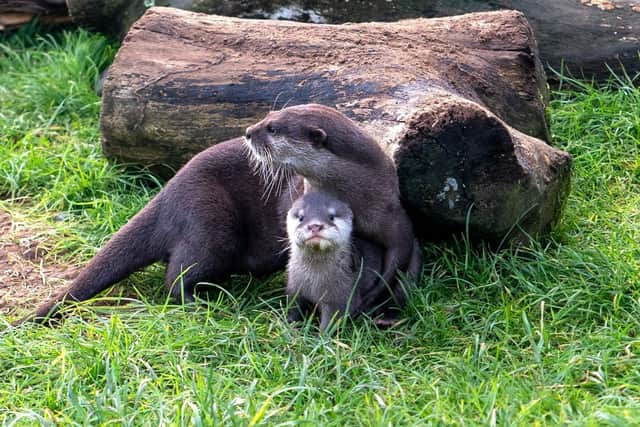 Otter Pup with mum Beatrix