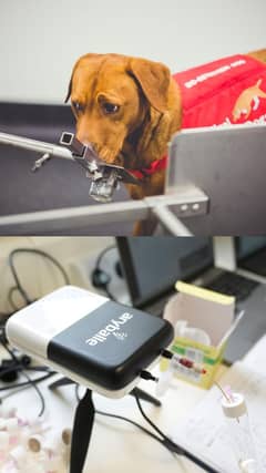 Prostate cancer detection dog, Florin and electronic nose, Mecha Florin, are sniffing the same set of urine samples for prostate cancer