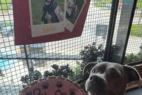 Belle the midwife dog from MK pictured at her  Dog of the Year ceremony