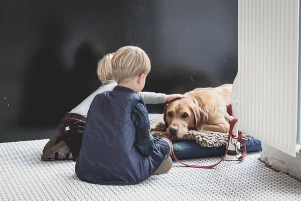 Experts will share advice on safe relationships between dogs and children. Photo by Sabina Fratila.